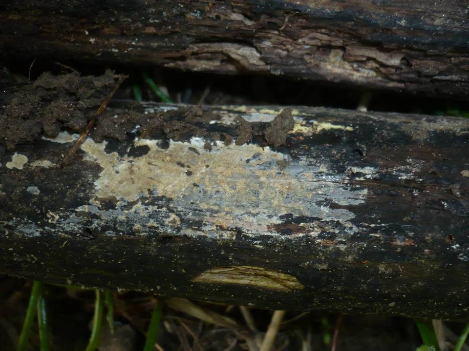 Tubulicrinis strangulatus image