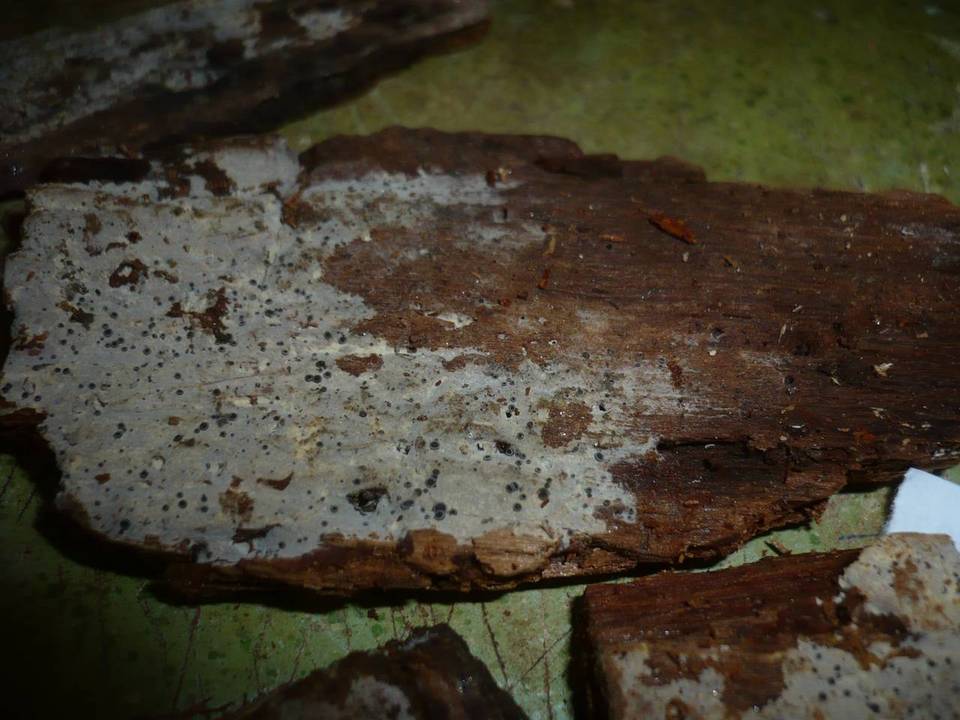 Tubulicrinis strangulatus image