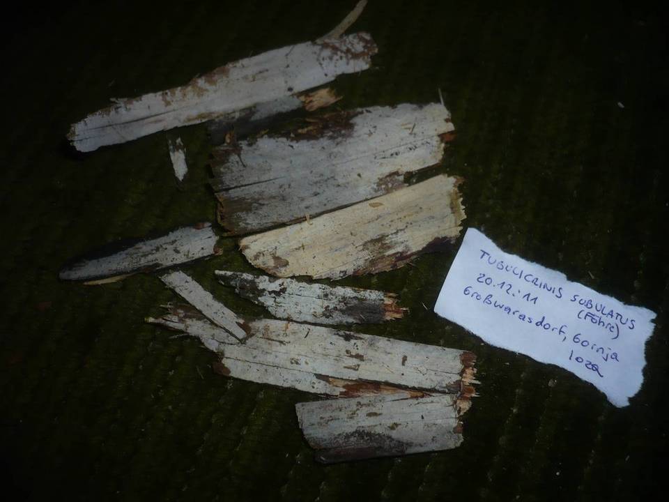 Tubulicrinis subulatus image