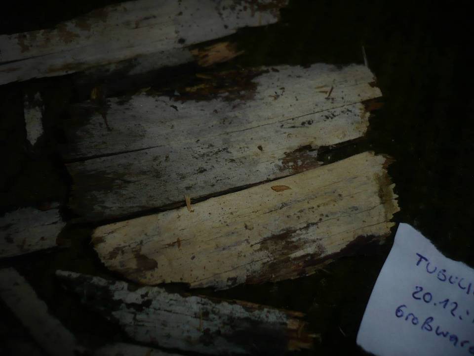 Tubulicrinis subulatus image