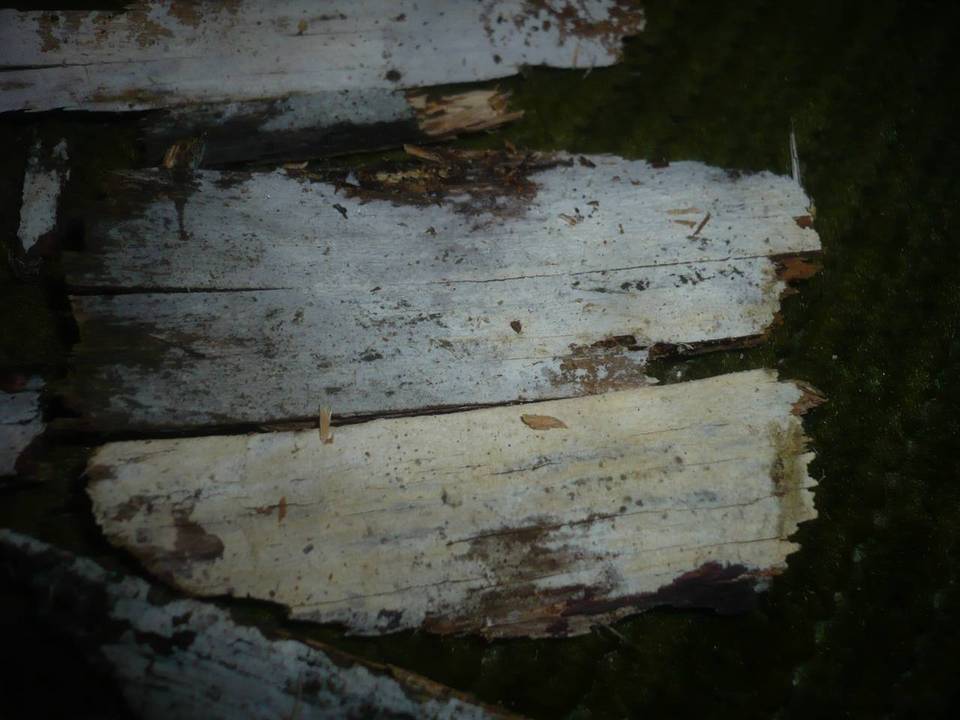 Tubulicrinis subulatus image