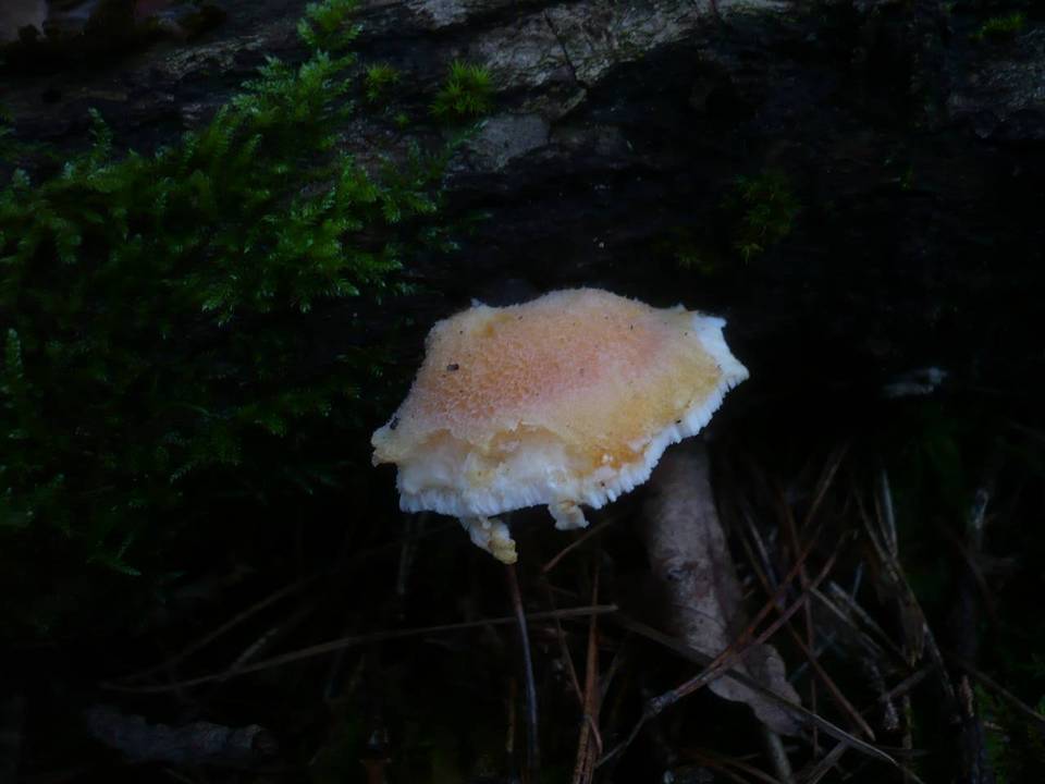 Tyromyces kmetii image
