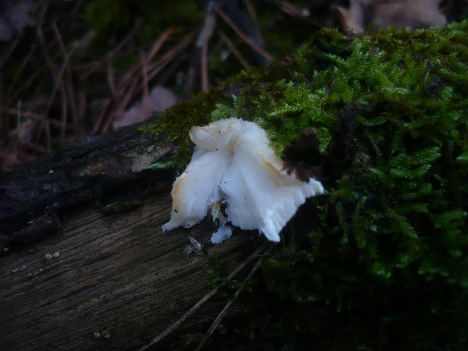 Tyromyces kmetii image