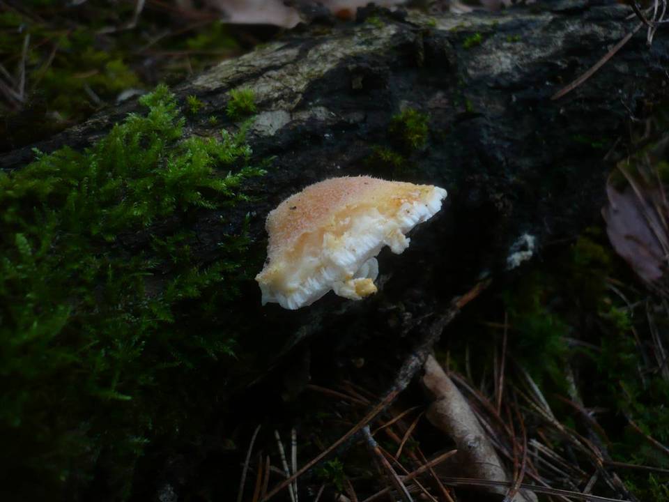 Tyromyces kmetii image