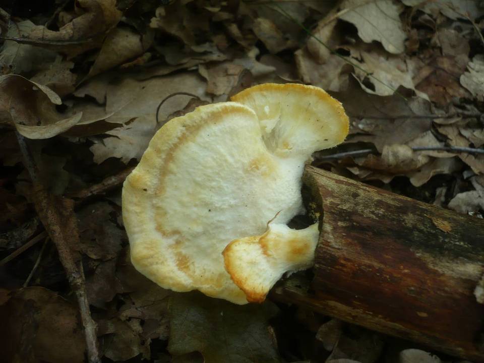 Tyromyces wynnei image
