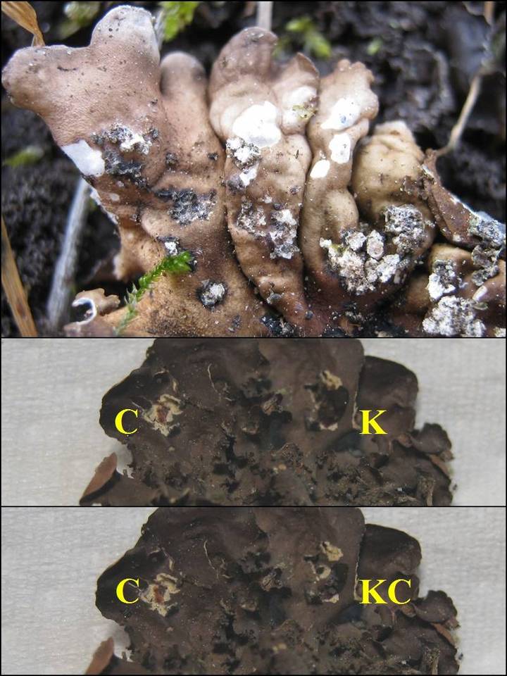 Nephroma tangeriense image