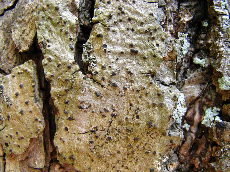 Lithothelium hyalosporum image