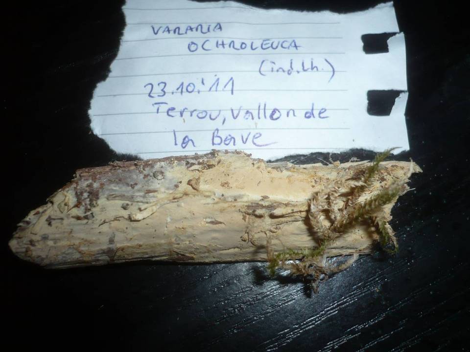 Vararia ochroleuca image