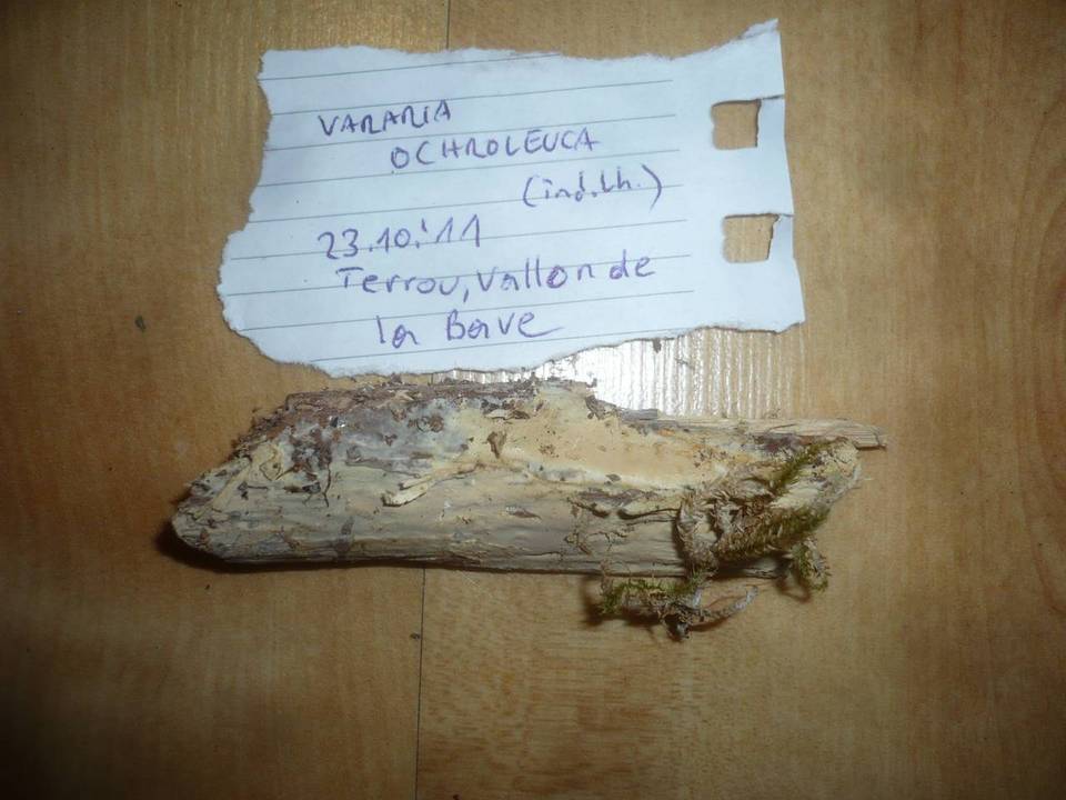 Vararia ochroleuca image