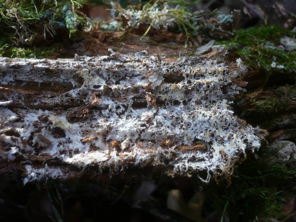 Gloiothele citrina image