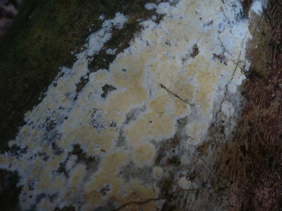 Gloiothele citrina image