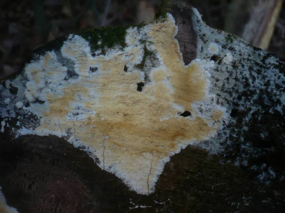 Gloiothele citrina image
