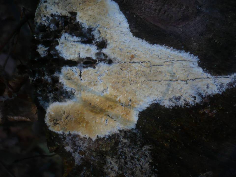 Gloiothele citrina image