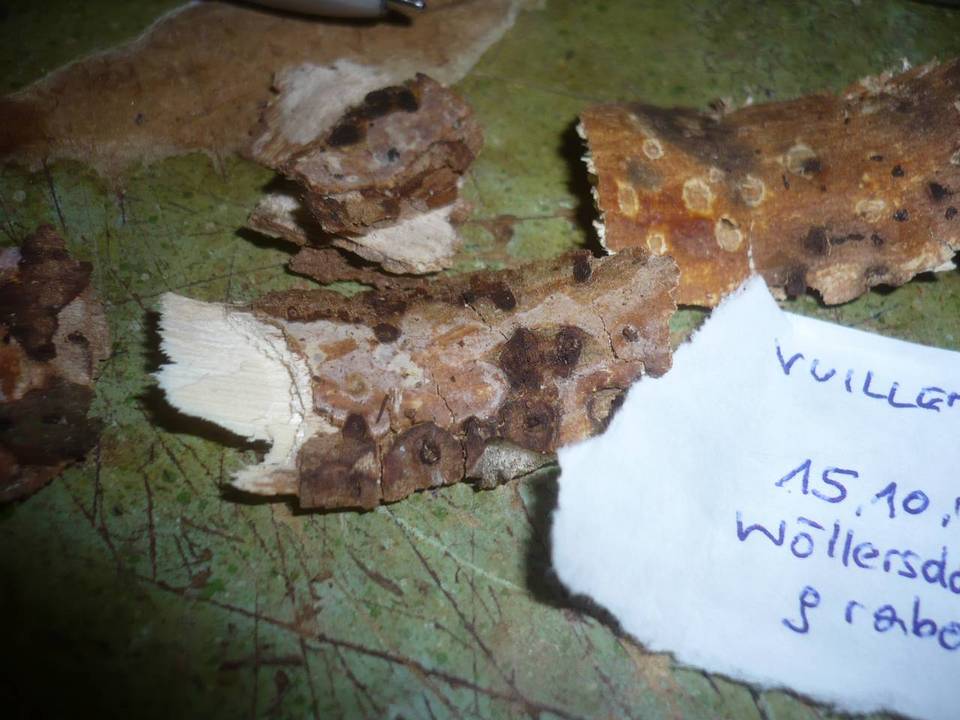 Vuilleminia coryli image