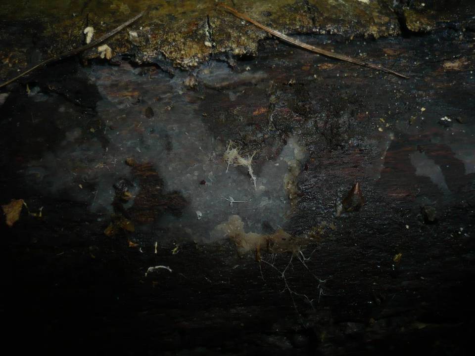 Xenasma pruinosum image