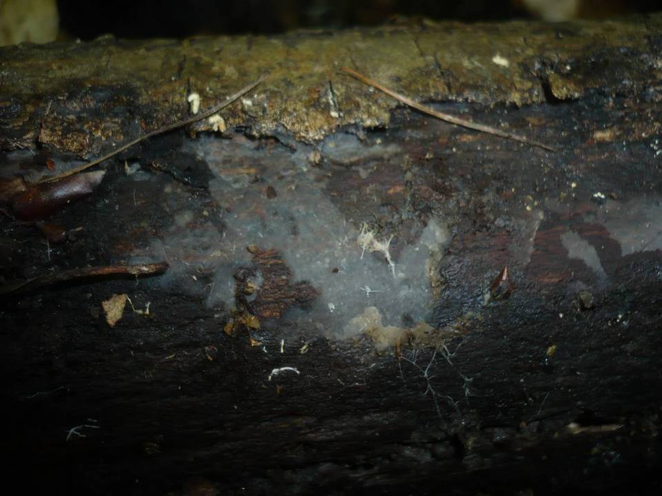 Xenasma pruinosum image