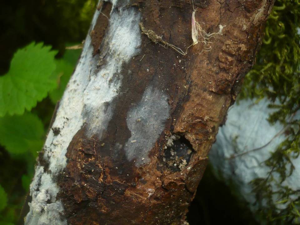 Xenasma pulverulentum image