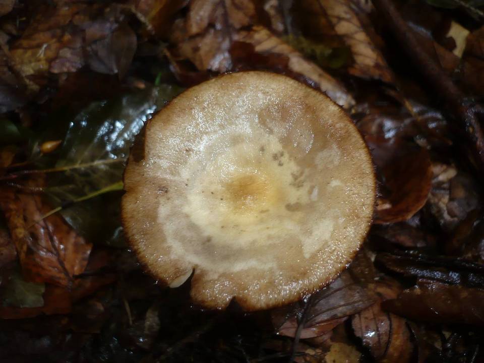 Oudemansiella melanotricha image