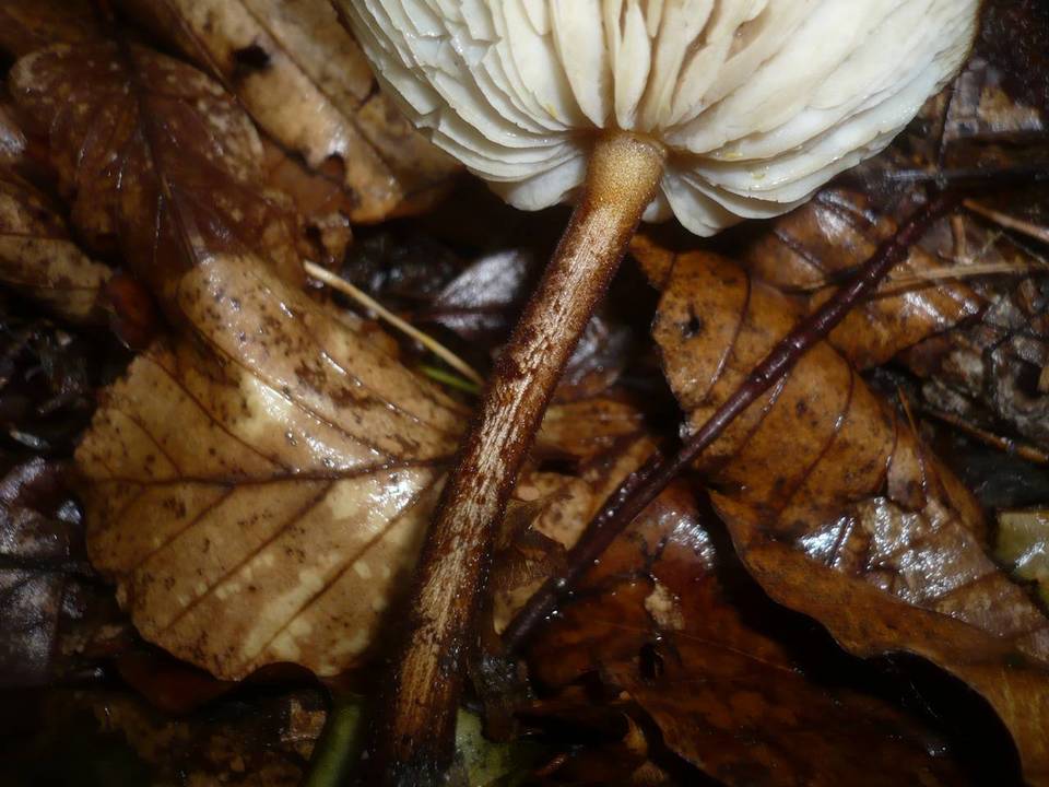 Oudemansiella melanotricha image
