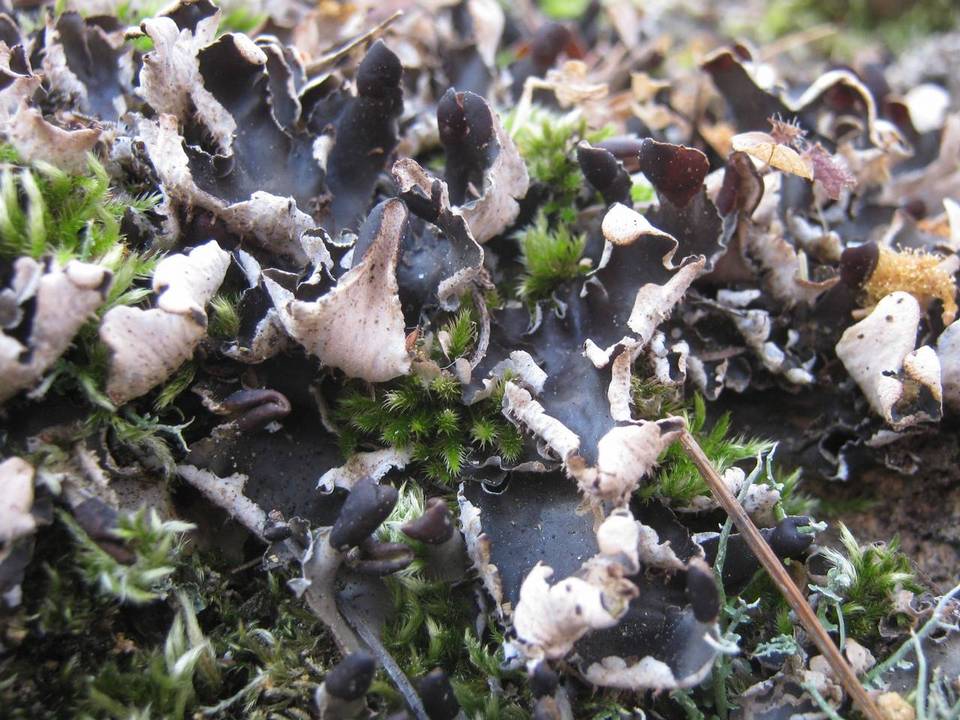 Peltigera neckeri image