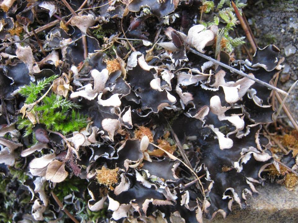 Peltigera neckeri image