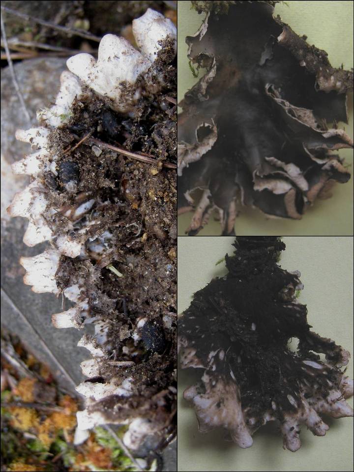 Peltigera neckeri image