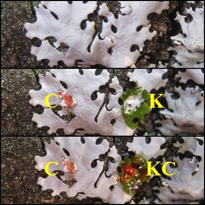 Hypotrachyna taylorensis image