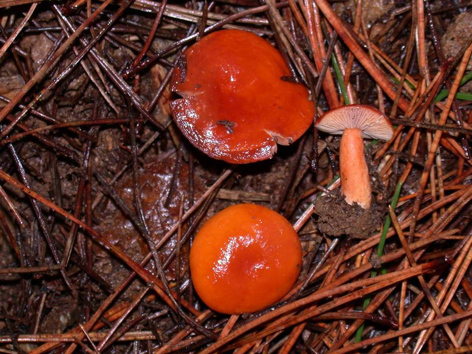 Lactarius substriatus image
