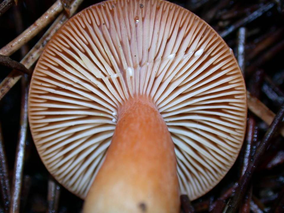 Lactarius substriatus image