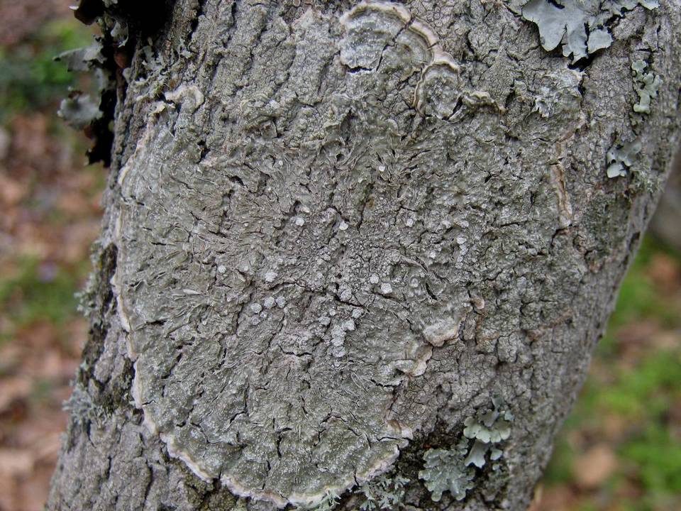 Pertusaria albescens var. albescens image