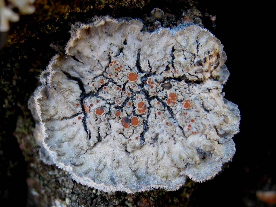 Degelia plumbea image