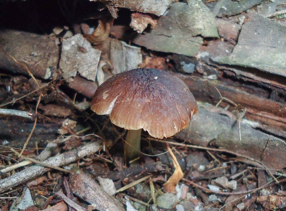 Pluteus nanus image