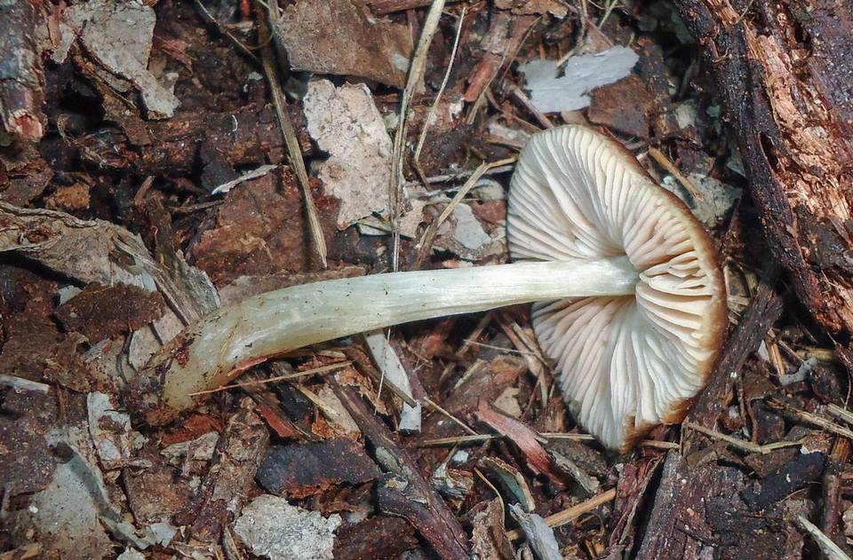 Pluteus nanus image