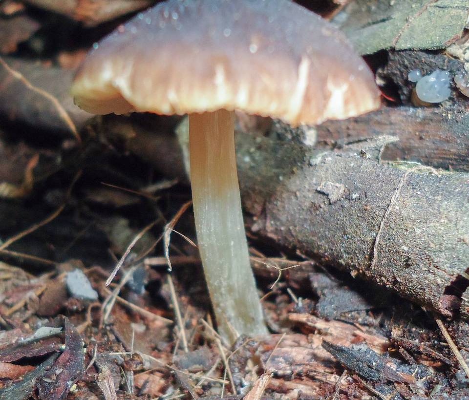 Pluteus nanus image