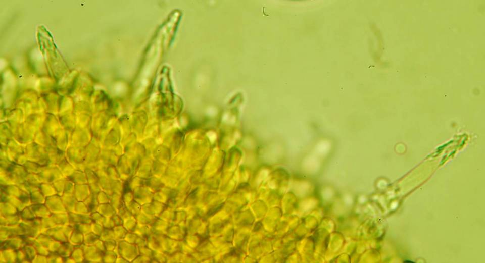 Melanoleuca subpulverulenta image