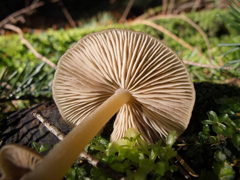 Entoloma holoconiotum image