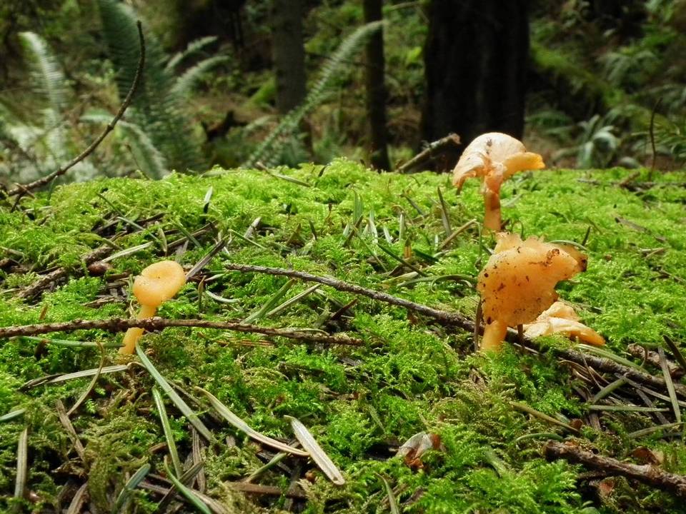 Chrysomphalina aurantiaca image