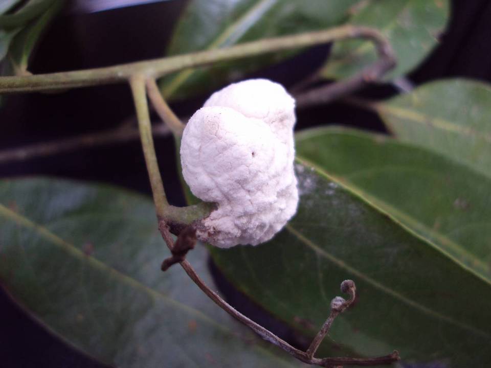 Cryptobasidiaceae image