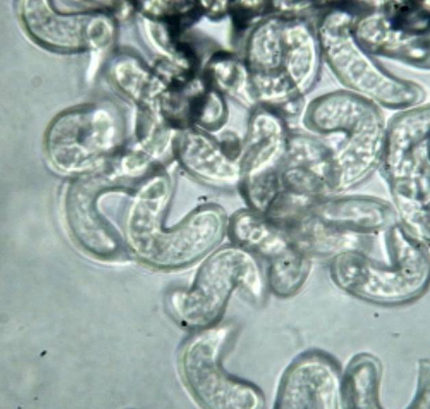 Drepanoconis larvaeformis image
