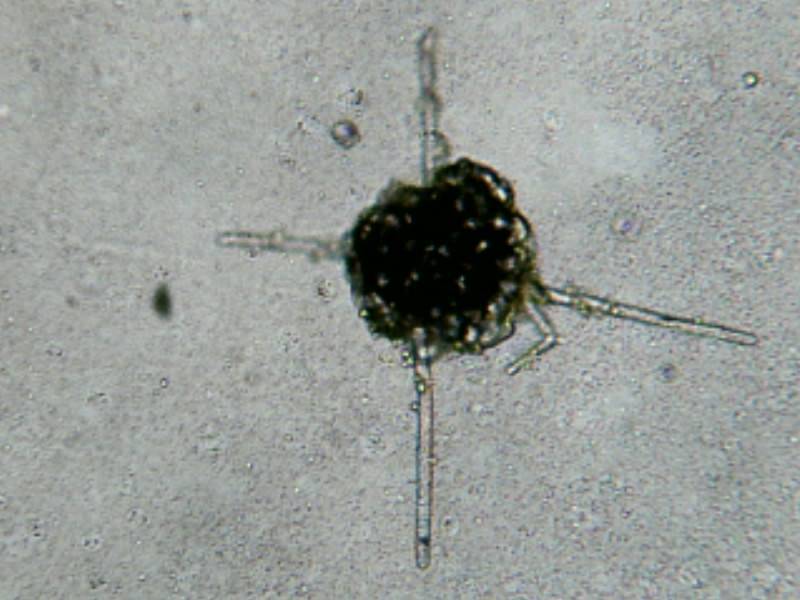 Aegerita webberi image