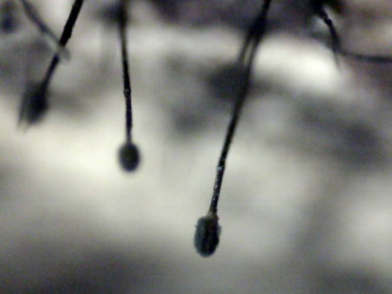 Spiropes melanoplaca image