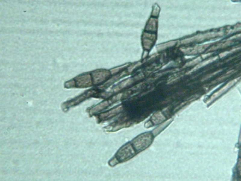 Spiropes melanoplaca image