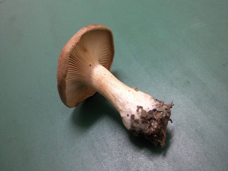 Infundibulicybe geotropa image