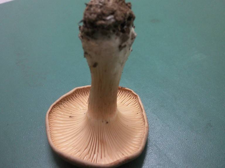Infundibulicybe geotropa image