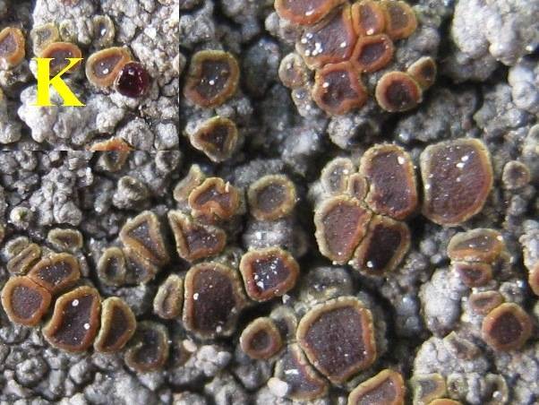 Caloplaca crenularia image