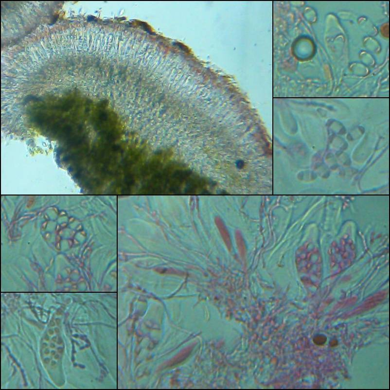 Caloplaca crenularia image