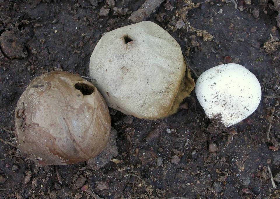 Bovista aestivalis image