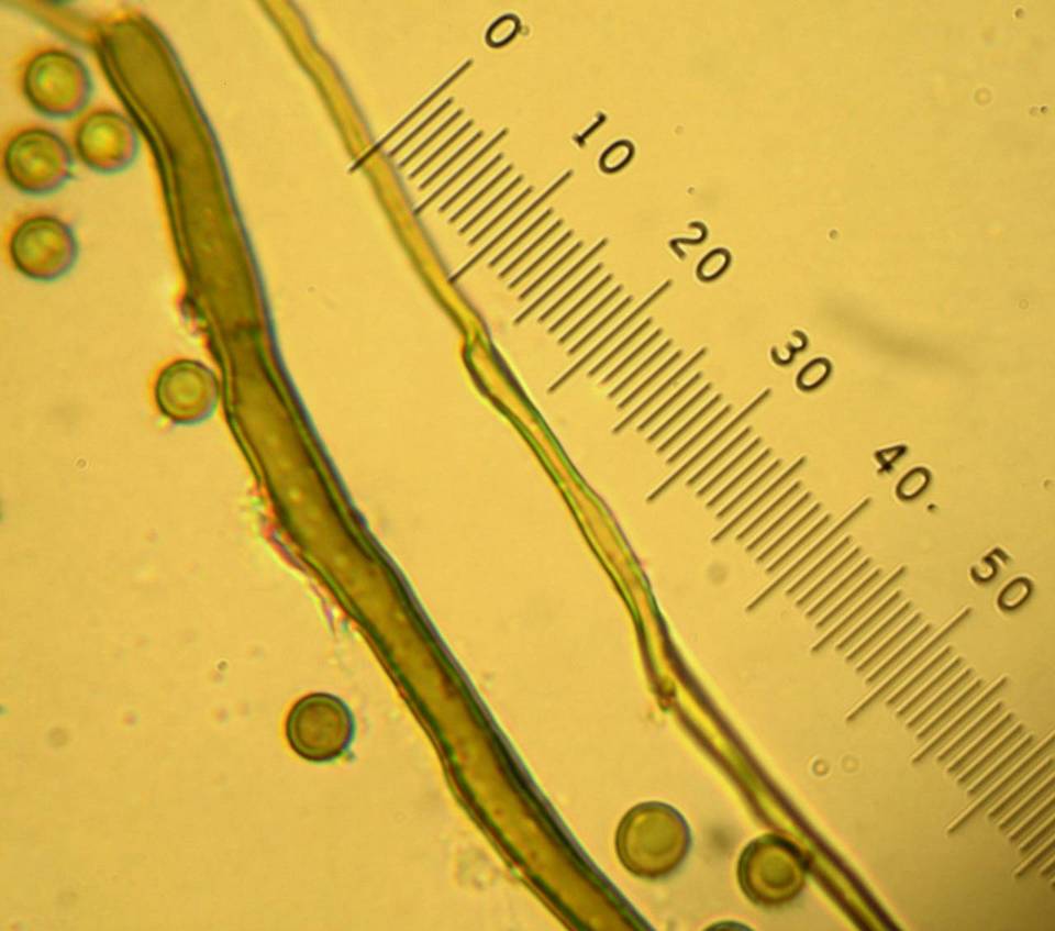 Bovista aestivalis image