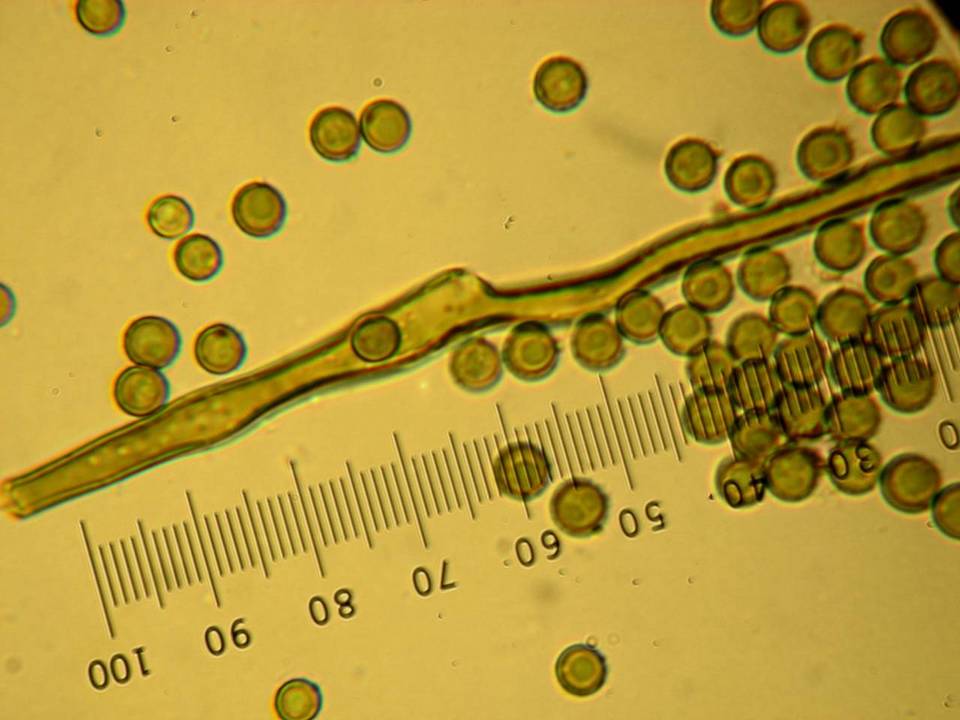 Bovista aestivalis image