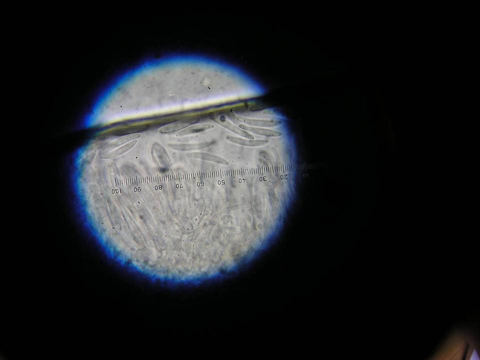 Dennisiodiscus prasinus image